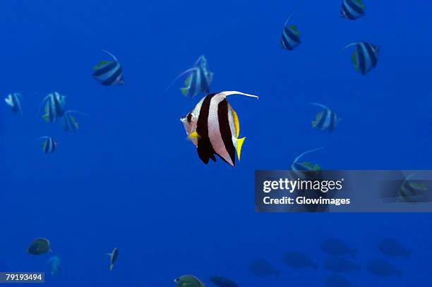 school of longfin bannerfish (heniochus acuminatus) swimming underwater, papua new guinea - longfin bannerfish stock-fotos und bilder