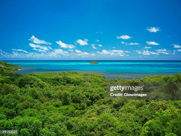 high angle view of trees at the seaside, crab cay, providencia, providencia y santa catalina, san andres y providencia department, colombia - san andres colombia fotografías e imágenes de stock