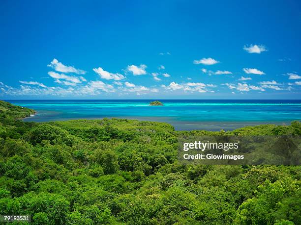 high angle view of trees at the seaside, crab cay, providencia, providencia y santa catalina, san andres y providencia department, colombia - providencia colombia stock pictures, royalty-free photos & images