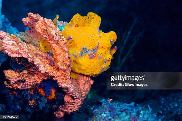 yellow frogfish on a yellow sponge underwater, north sulawesi, sulawesi, indonesia - yellow frogfish stock pictures, royalty-free photos & images