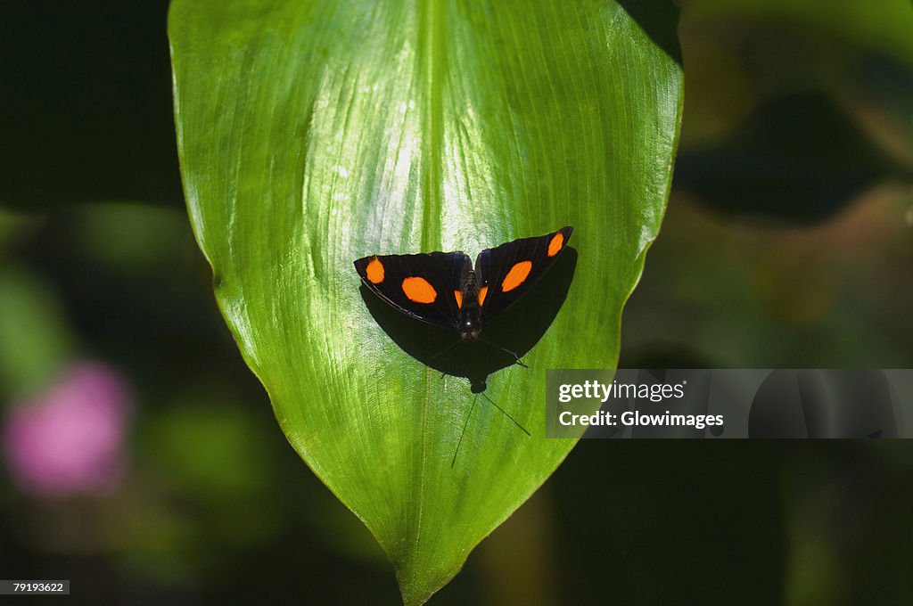 Close-up of a Blue-Frosted Catone (Catonephele numilia) butterfly on a leaf