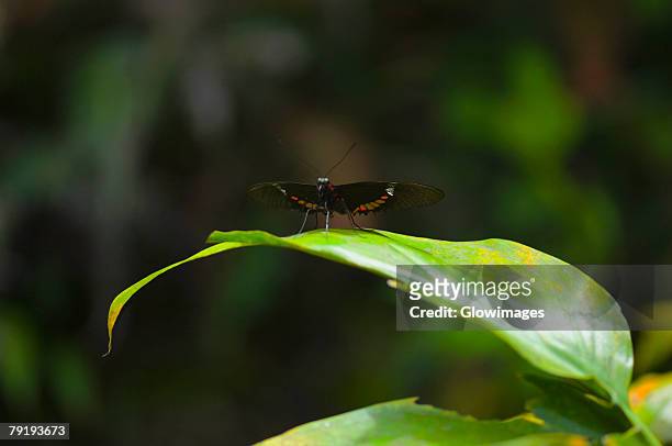 close-up of a heliconius butterfly on a leaf - heliconiinae stockfoto's en -beelden