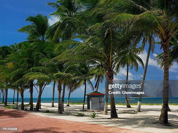 beach hut at the seaside, spratt bight beach, san andres, providencia y santa catalina, san andres y providencia department, colombia - san andres colombia ストックフォトと画像