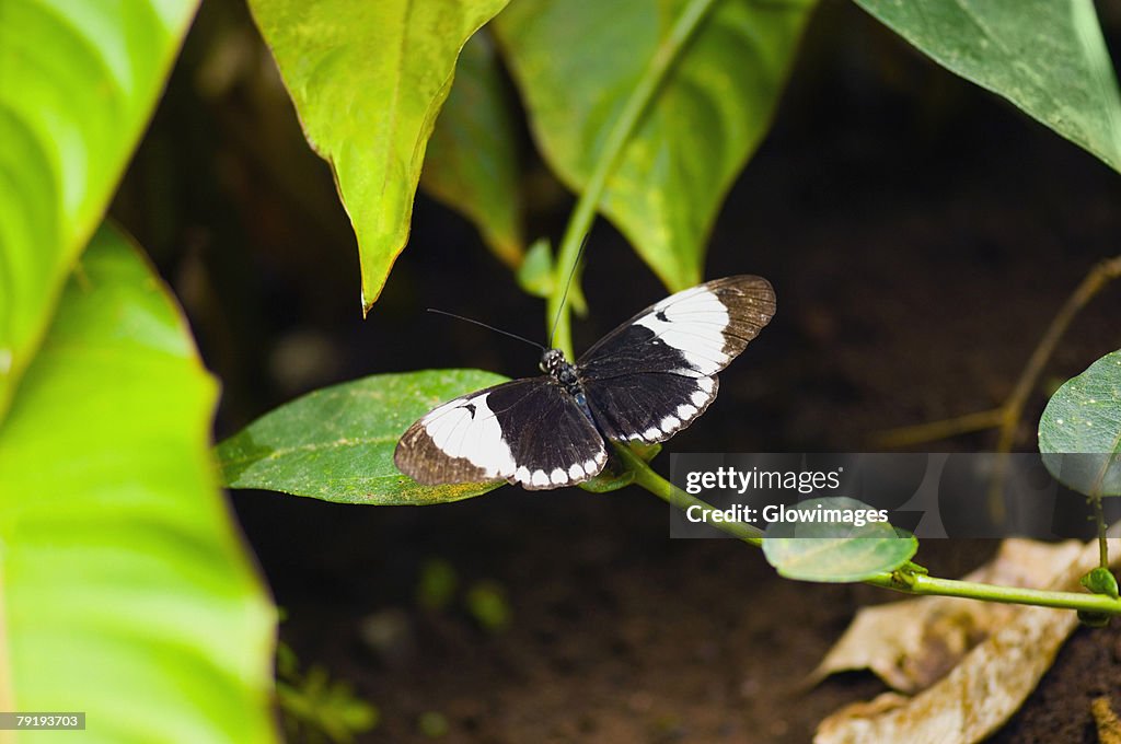 Close-up of a Cydno Longwing (Heliconius Cydno) butterfly on a stem