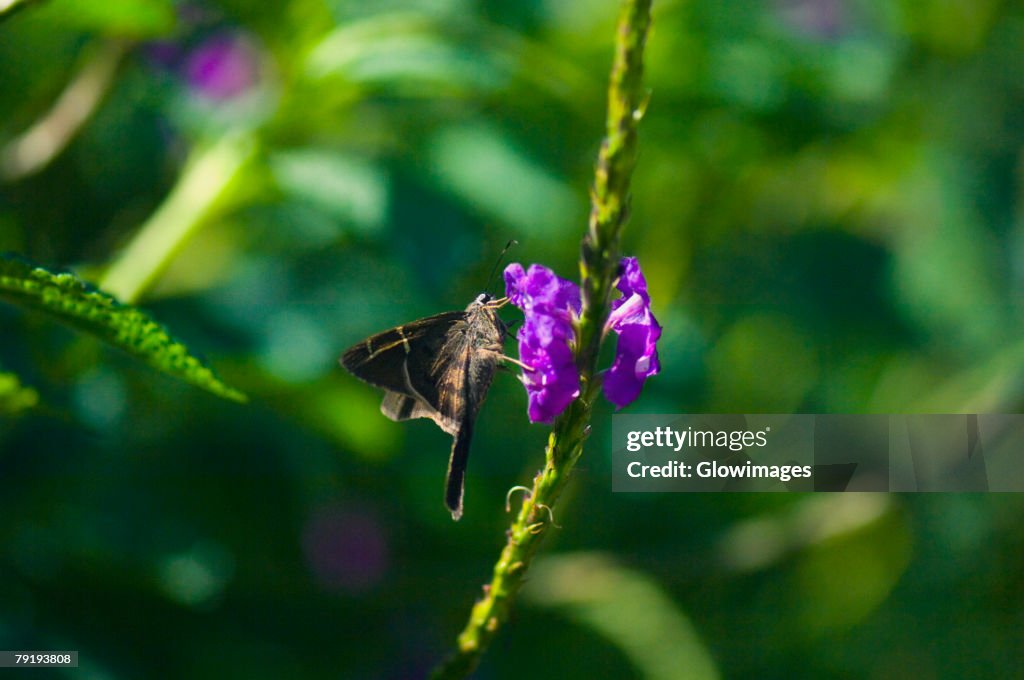 Close-up of a Long-tailed Skipper (Urbanus Proteus) butterfly pollinating a flower