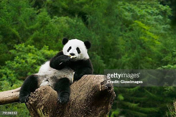 close-up of a panda (alluropoda melanoleuca) resting on a tree stump - panda animal stock pictures, royalty-free photos & images