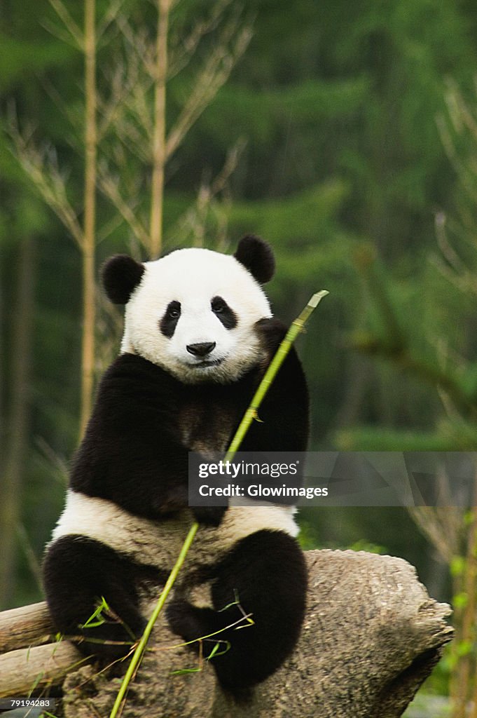 Close-up of a panda (Alluropoda melanoleuca) holding a stick
