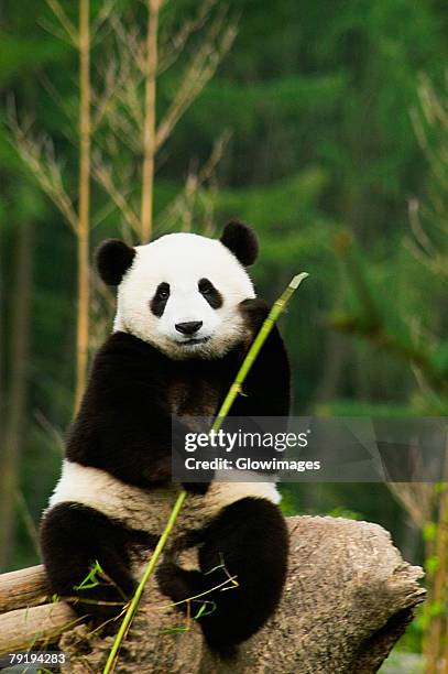 close-up of a panda (alluropoda melanoleuca) holding a stick - pancas stock pictures, royalty-free photos & images