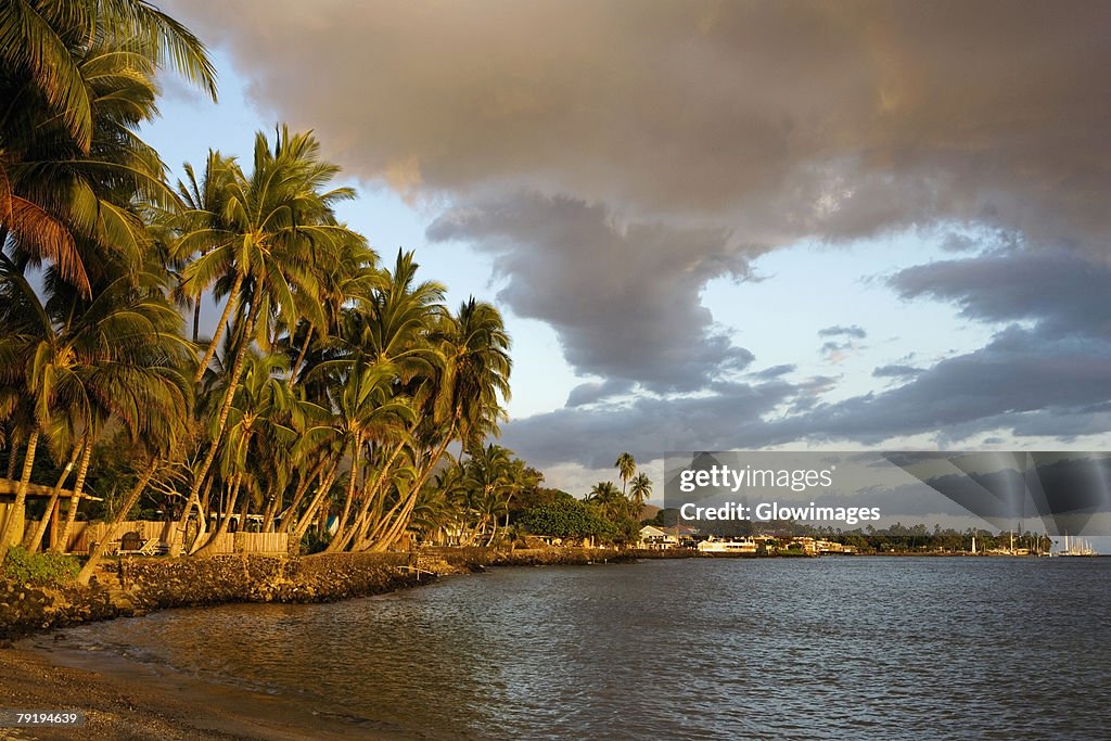 Palm trees on the beach, Lahaina, Maui, Hawaii Islands, USA