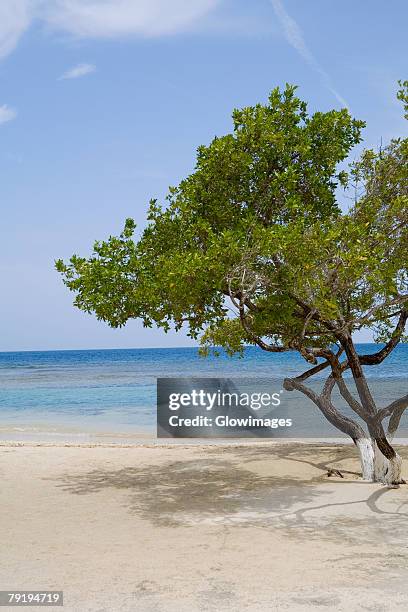 tree on the beach, las palmas resort, roatan, bay islands, honduras - roatan stock pictures, royalty-free photos & images