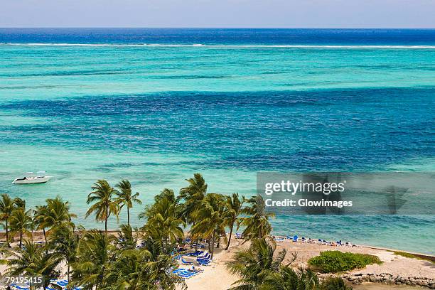 palm tree on the beach, cable beach, nassau, bahamas - cable beach bahamas stock pictures, royalty-free photos & images