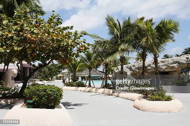 palm trees along a path at a tourist resort, cable beach, nassau, bahamas - cable beach bahamas stock pictures, royalty-free photos & images