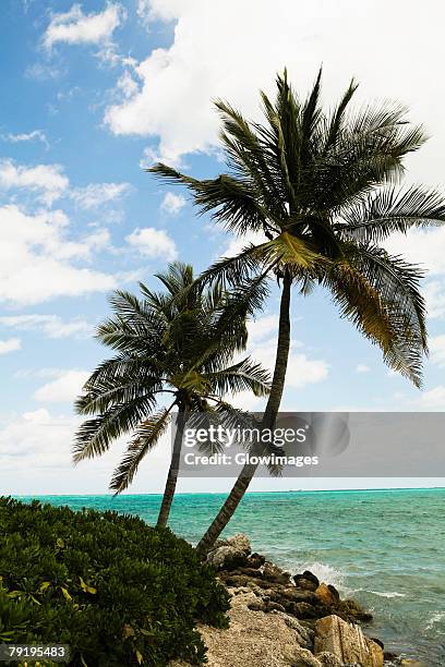 palm trees on the beach, cable beach, nassau, bahamas - cable beach bahamas stock pictures, royalty-free photos & images