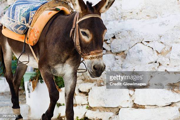 close-up of a donkey, rhodes, dodecanese islands, greece - rhodes,_new_south_wales stock pictures, royalty-free photos & images