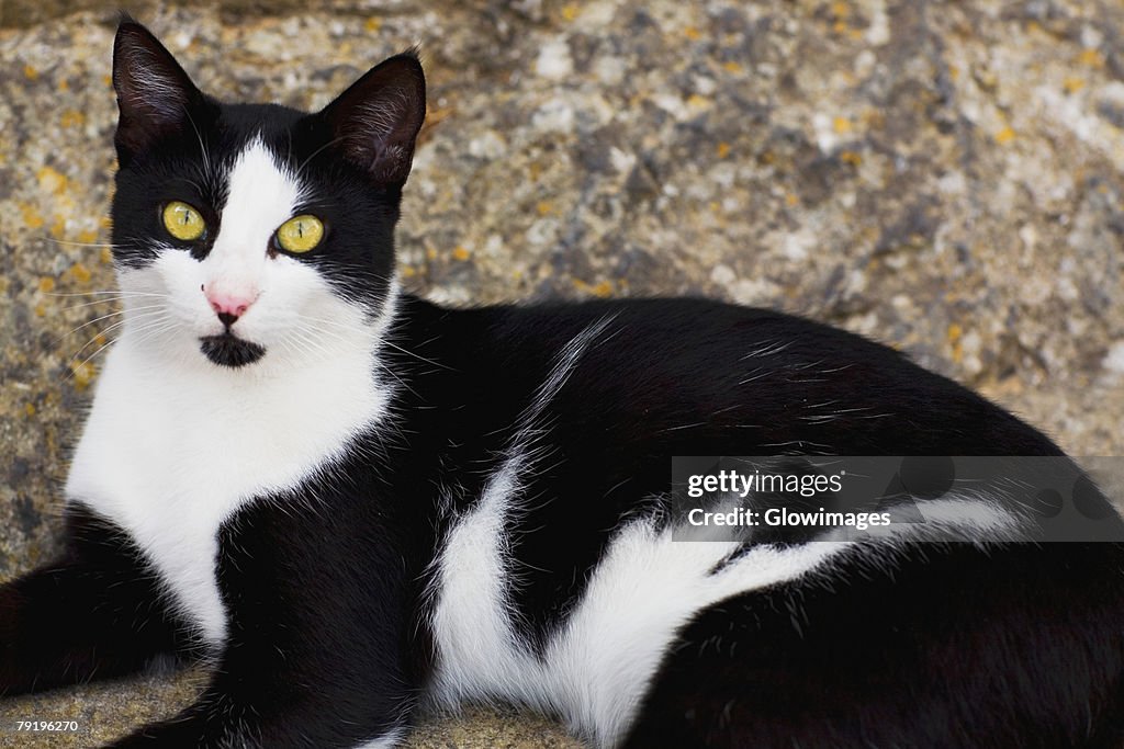 Close-up of a cat