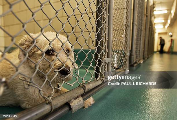 43 Fairfax County Animal Shelter Photos and Premium High Res Pictures - Getty Images 43 Fairfax County Animal Shelter Photos and Premium High Res Pictures - Getty Images