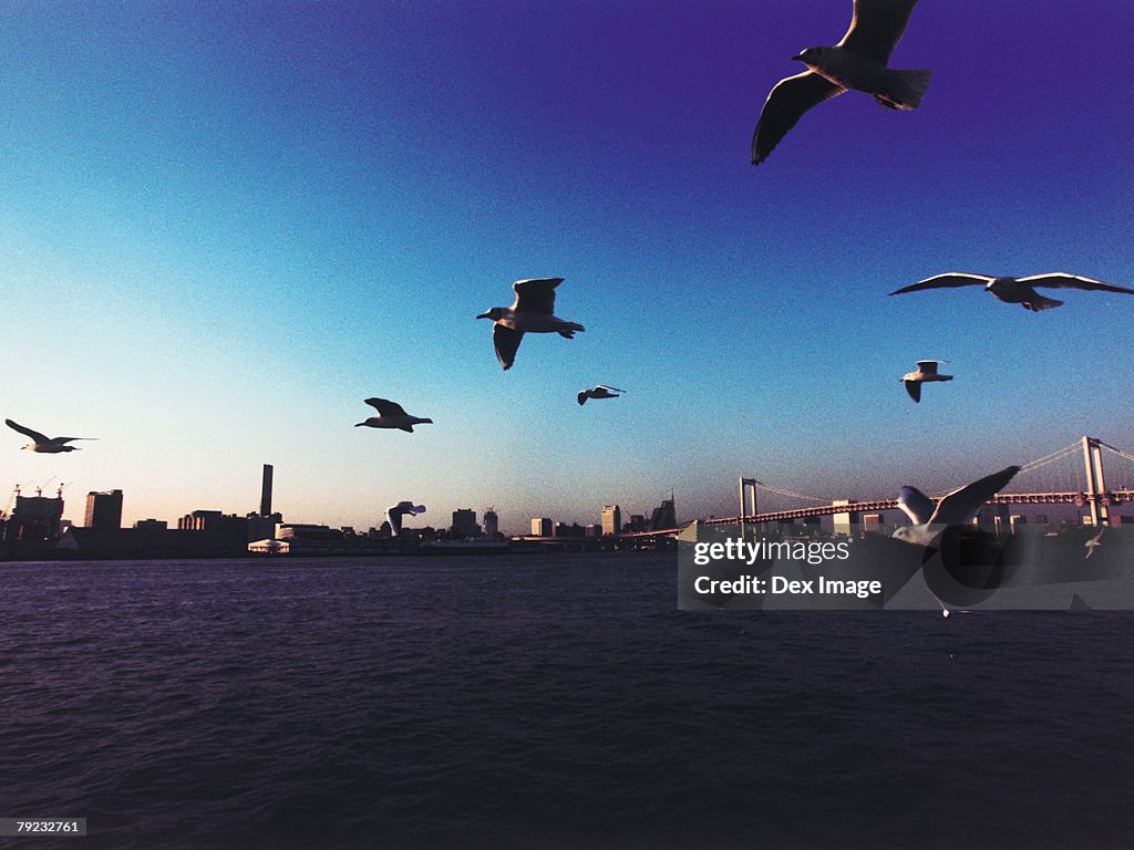 Japan, Tokyo Bay, Rainbow Bridge, Seagulls flying