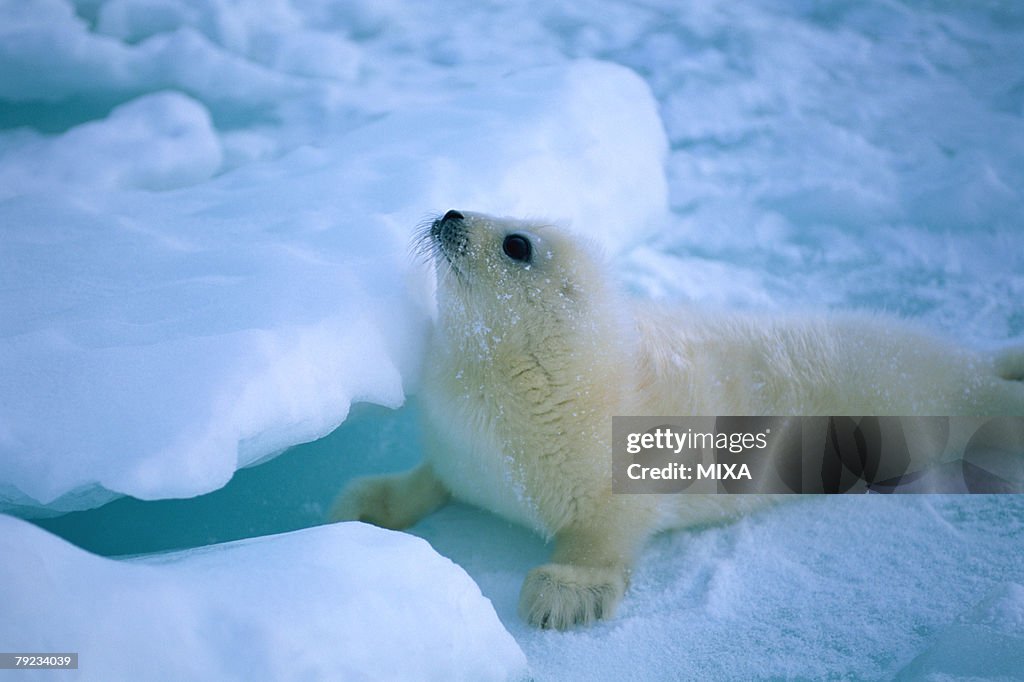 Side view of a seal lying on a snowy land