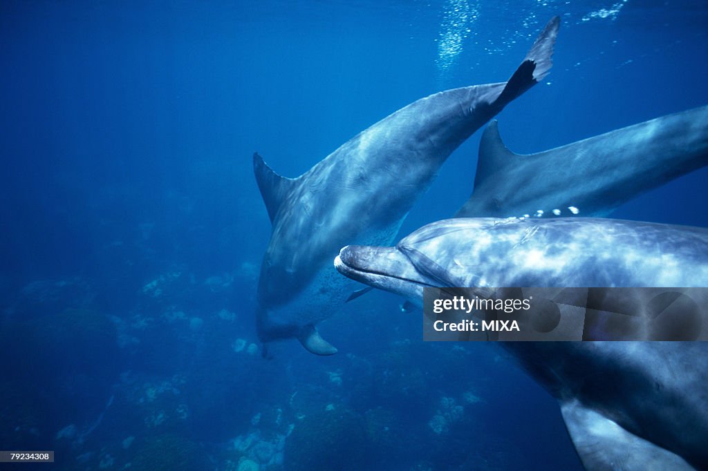 A spectacular view of dolphins swimming underwater