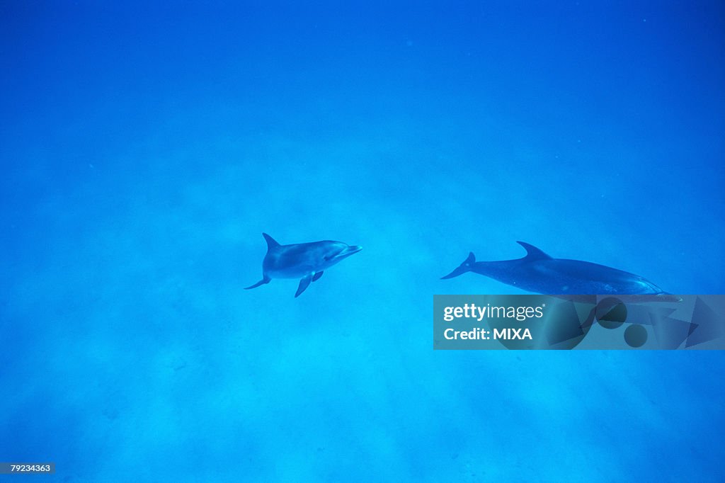 A spectacular view of dolphins swimming underwater