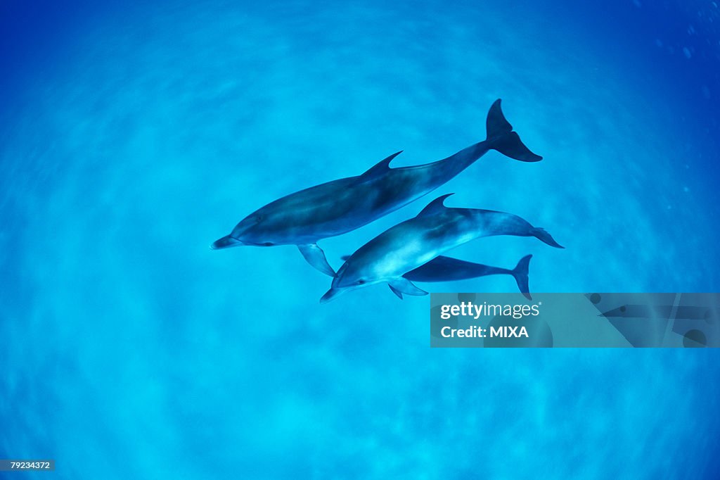 A spectacular view of dolphins swimming underwater