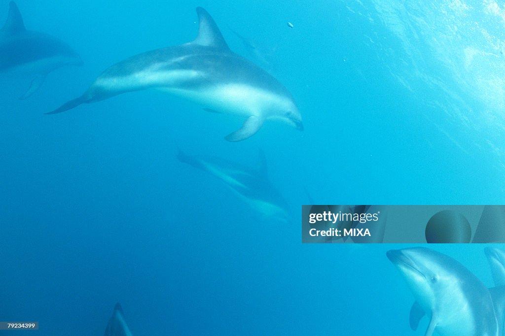 Medium group of dolphins swimming underwater