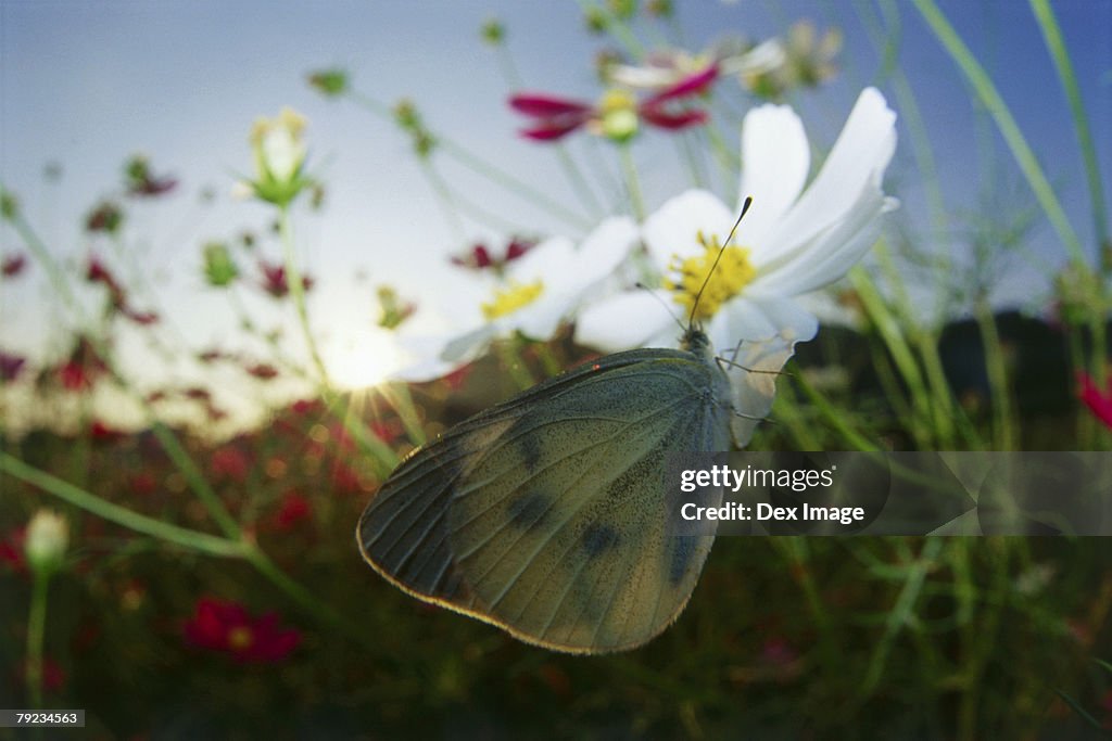 Close-up of Butterfly on flower