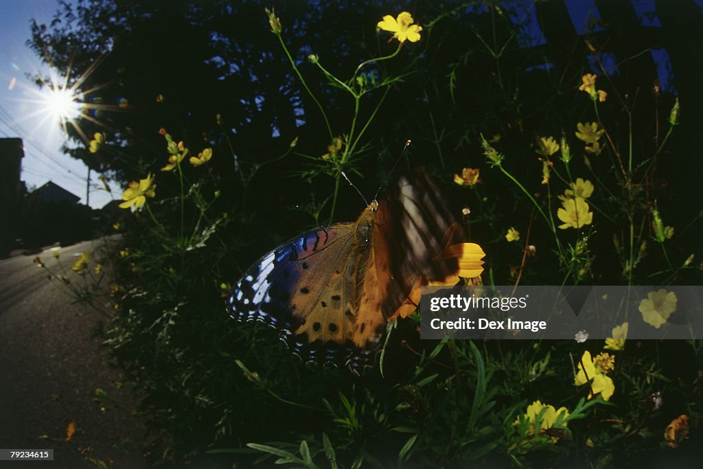 Butterfly on flower, close up