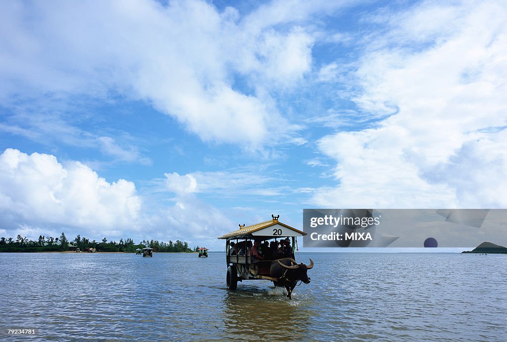 Ox wagon in Iriomote Island, Okinawa Prefecture, Japan