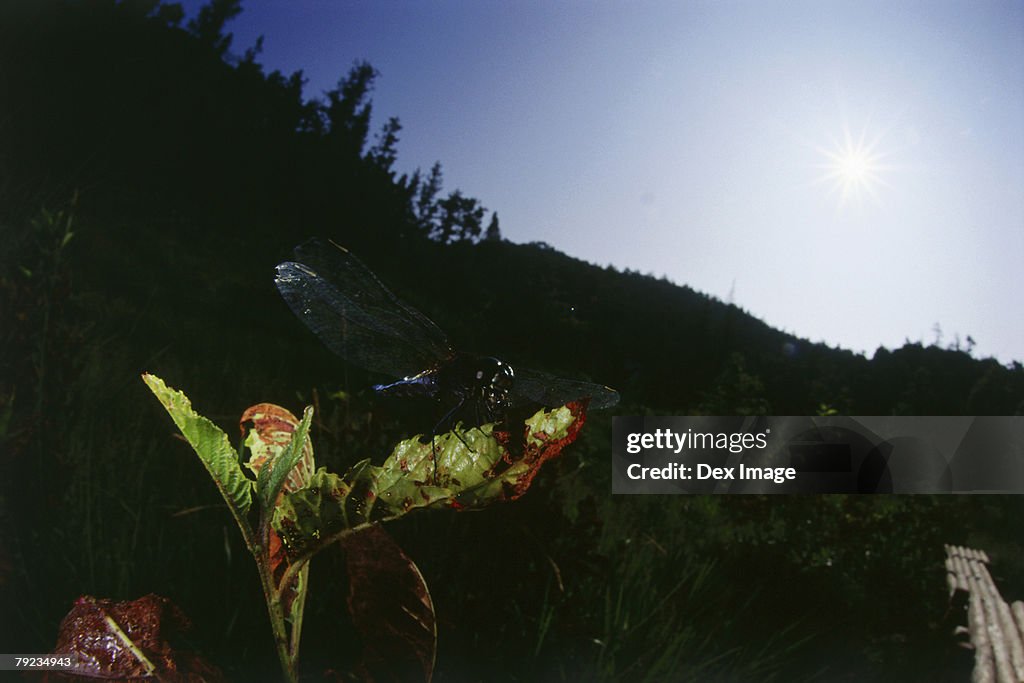 Dragonfly perching on leaf, close up