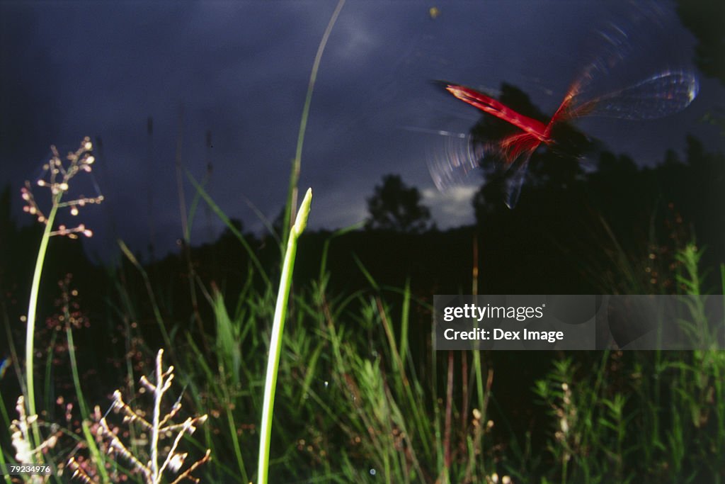 Dragonflies in flight at sunset