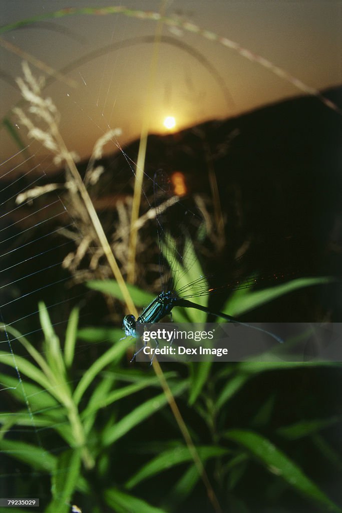 Damselfly in flight at sunset, close up