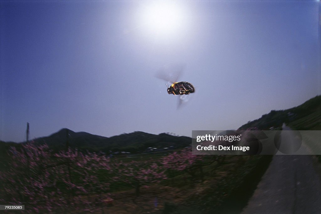 Bumblebee in flight, view directly below