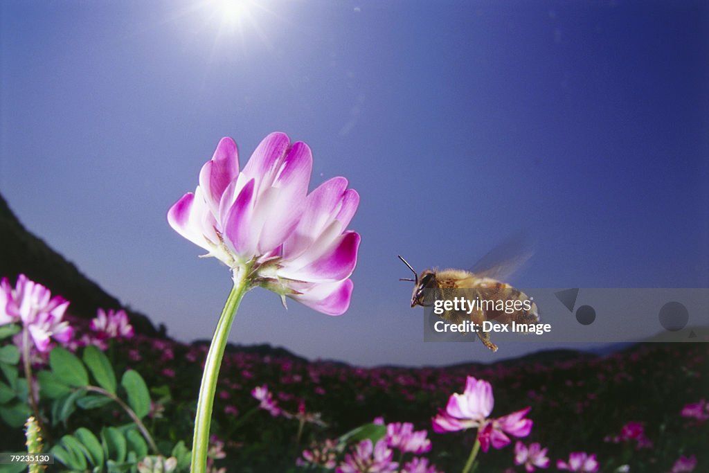 Fisheye view of bee approaching pink flower, close up