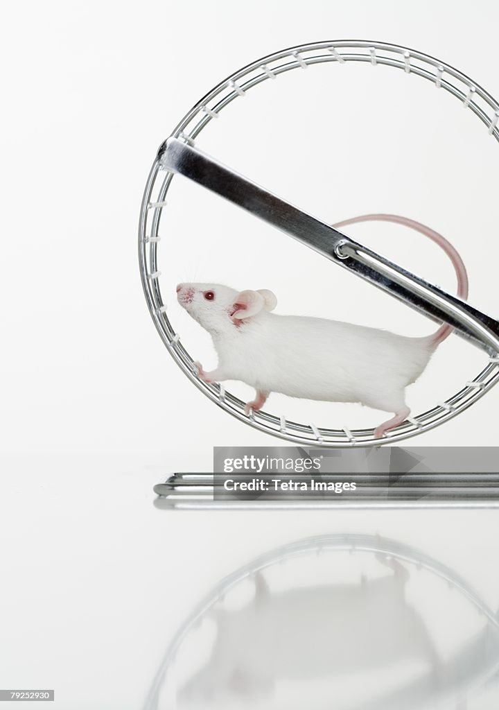 White Mouse Running On Wheel High-Res Stock Photo - Getty Images