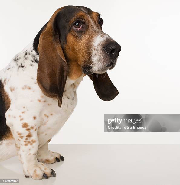 portrait of a basset hound - linda bassett - fotografias e filmes do acervo