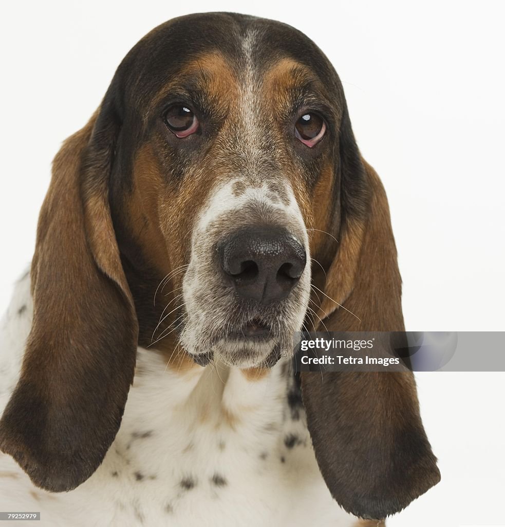Portrait of a bassett hound
