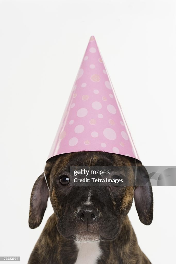 Pitbull puppy wearing party hat