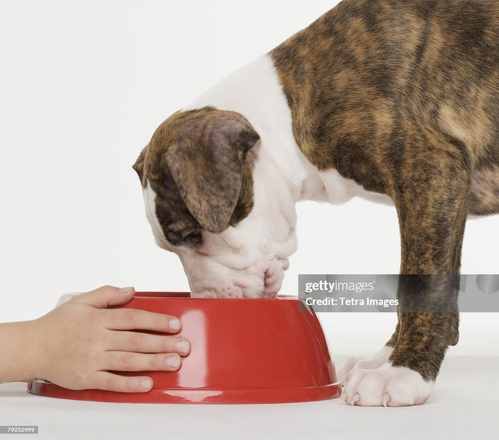 Child Feeding A Pit Bull Terrier Puppy HighRes Stock Photo Getty Images