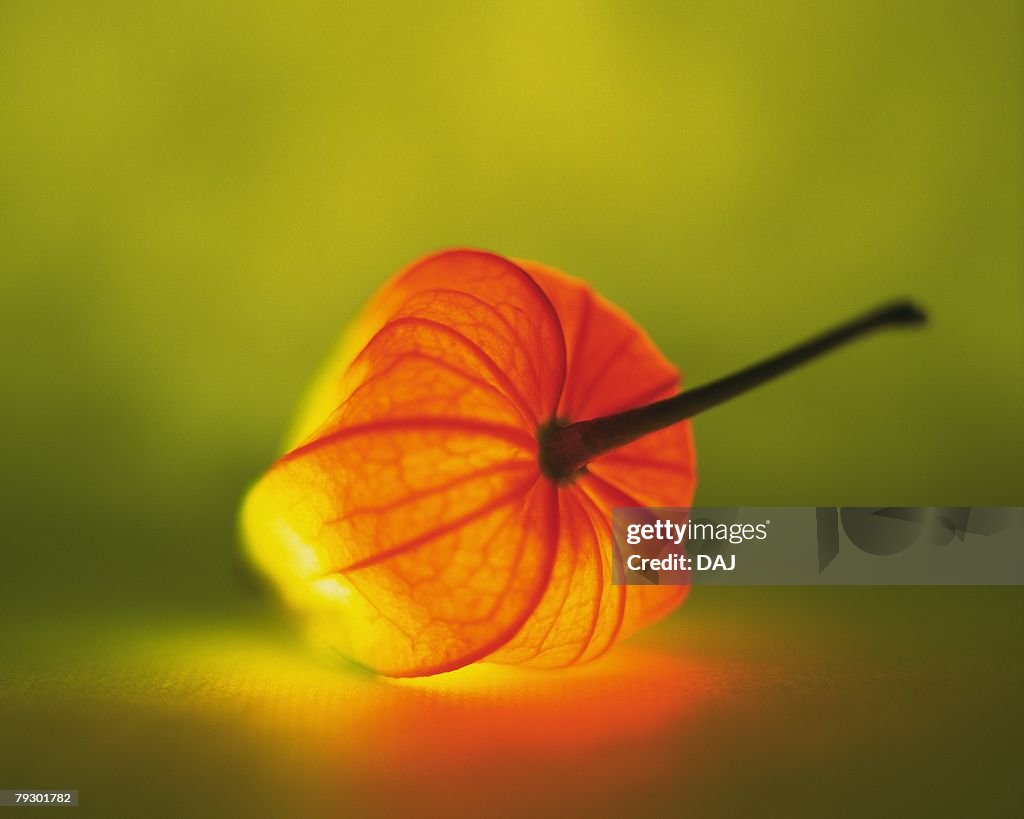 Lighting winter cherry, upside of winter cherry, front view, differential focus