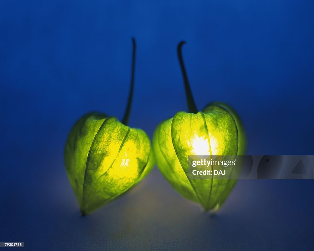 Lighting winter cherries, front view, colored background