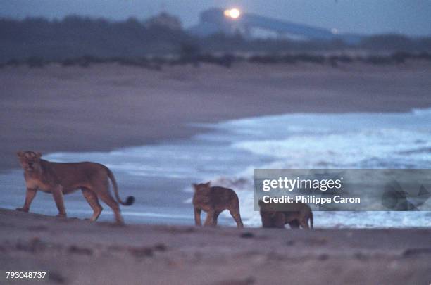 Lioness with her two 1-year old lion cubs, on the beach.