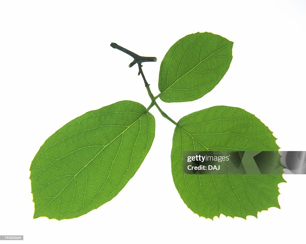 Three Leaves on Branch, High Angle View, Close Up