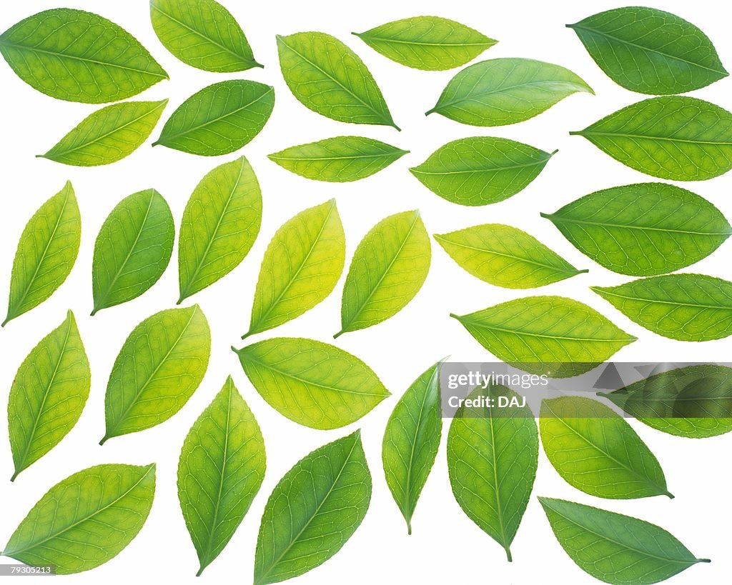 Spread Green Leaves, High Angle View, Close Up, Full Flame