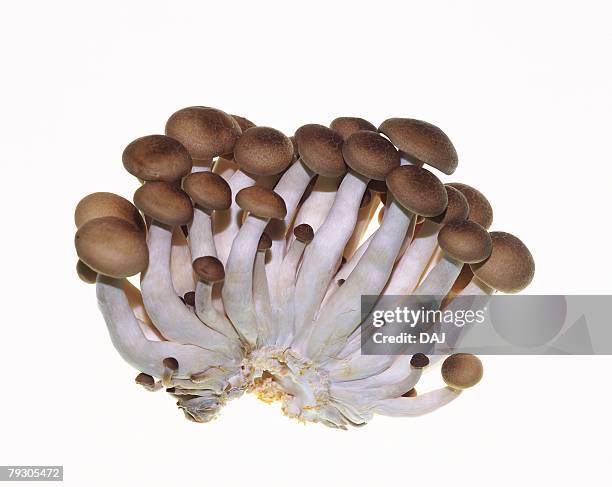 shimeji mushrooms, high angle view - champignon shimeji photos et images de collection