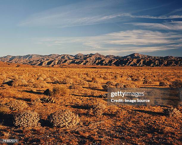 california desert - アメリカ　砂漠 ストックフォトと画像