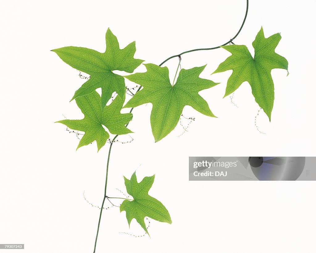 Green Leaves, Close Up