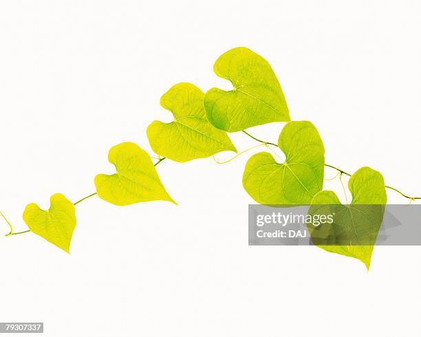 pothos leaves, close up, copy space - epipremnum stock pictures, royalty-free photos & images