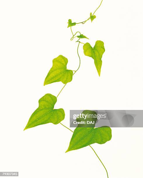 pothos leaves, close up, copy space - epipremnum stock pictures, royalty-free photos & images