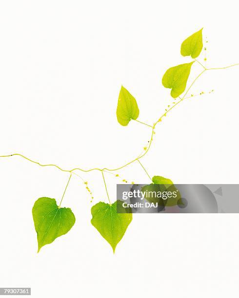 pothos leaves, close up, copy space - epipremnum stock pictures, royalty-free photos & images